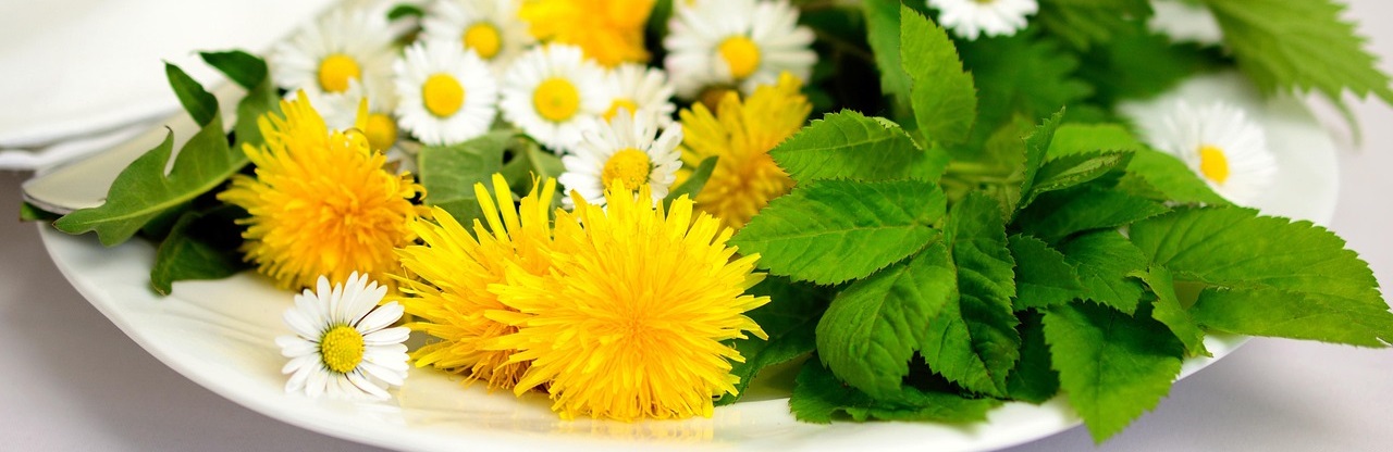 Bylinky, autor obrázku Congerdesign, zdroj Pixabay.com