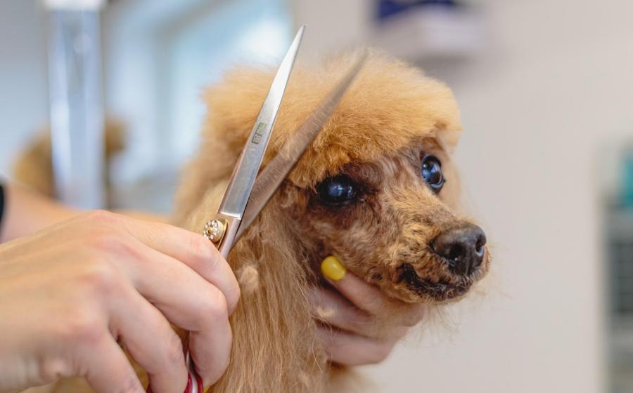 Obrázek stříhání psa, zdroj obrázku Pixabay.com