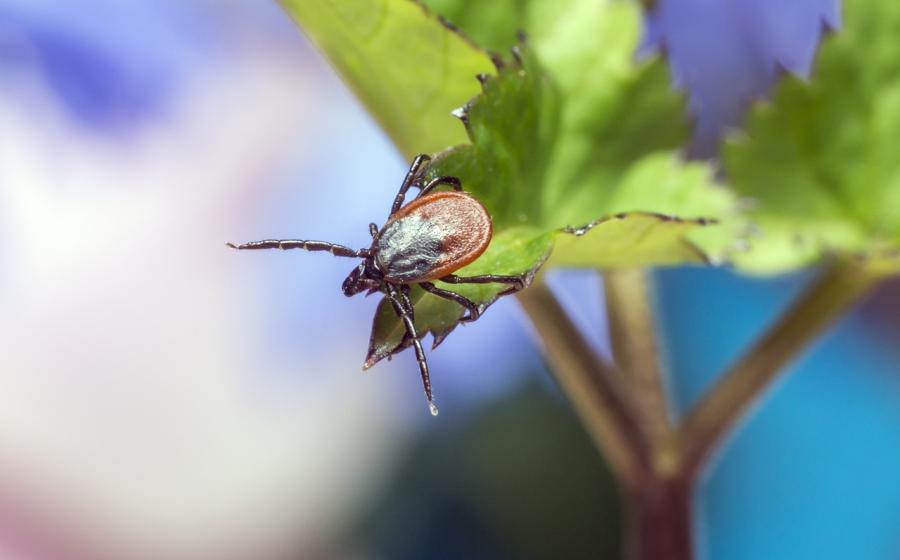 Klíště, zdroj obrázku Pixabay.com