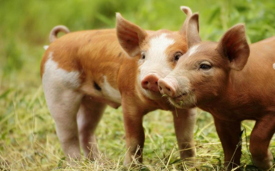 Dvě prasátka, zdroj obrázku Pixabay.com