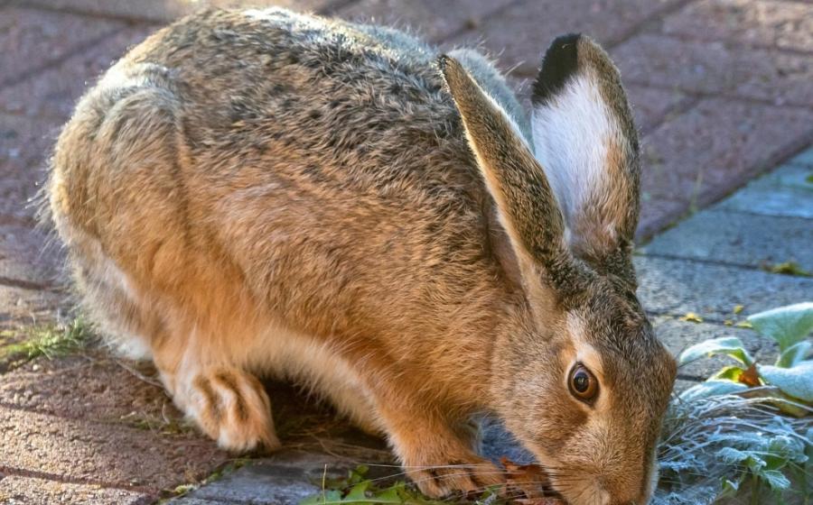 Zajíc polní, zdroj obrázku Pixabay.com