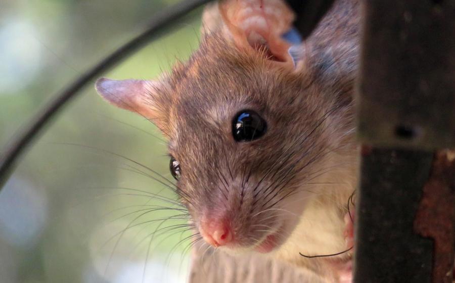 Krysa, zdroj obrázku Pixabay.com