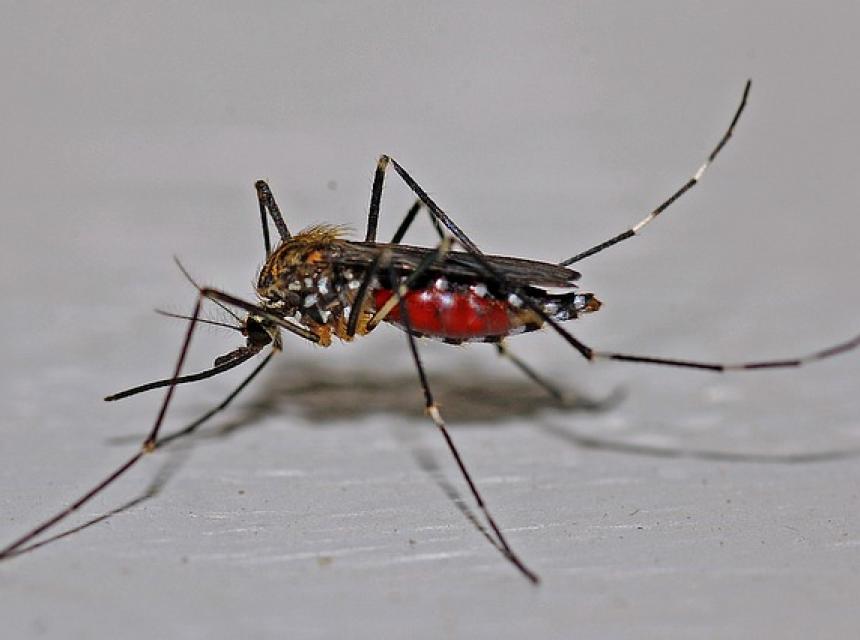 Obrázek komára, zdroj Pixabay.com