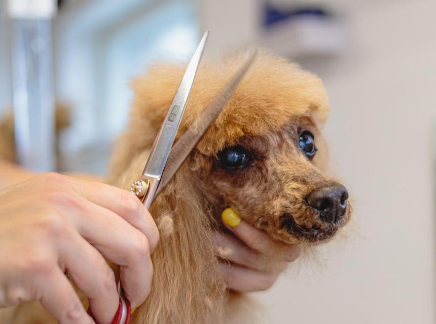 Obrázek stříhání psa, zdroj obrázku Pixabay.com