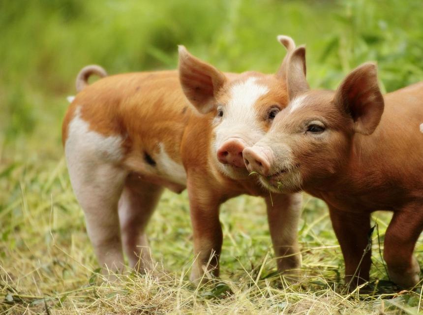 Dvě prasátka, zdroj obrázku Pixabay.com