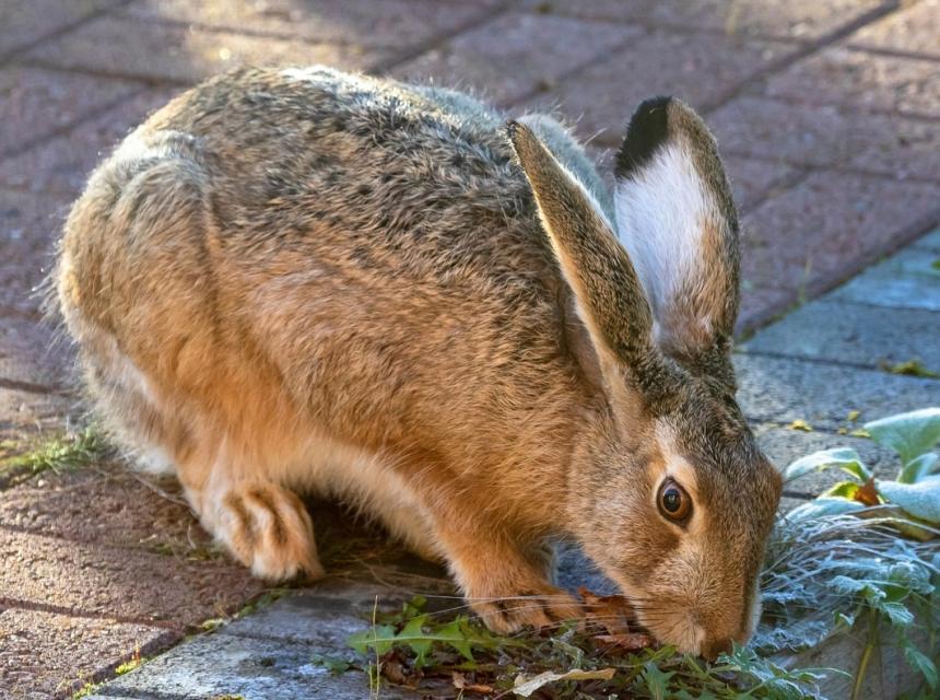 Zajíc polní, zdroj obrázku Pixabay.com