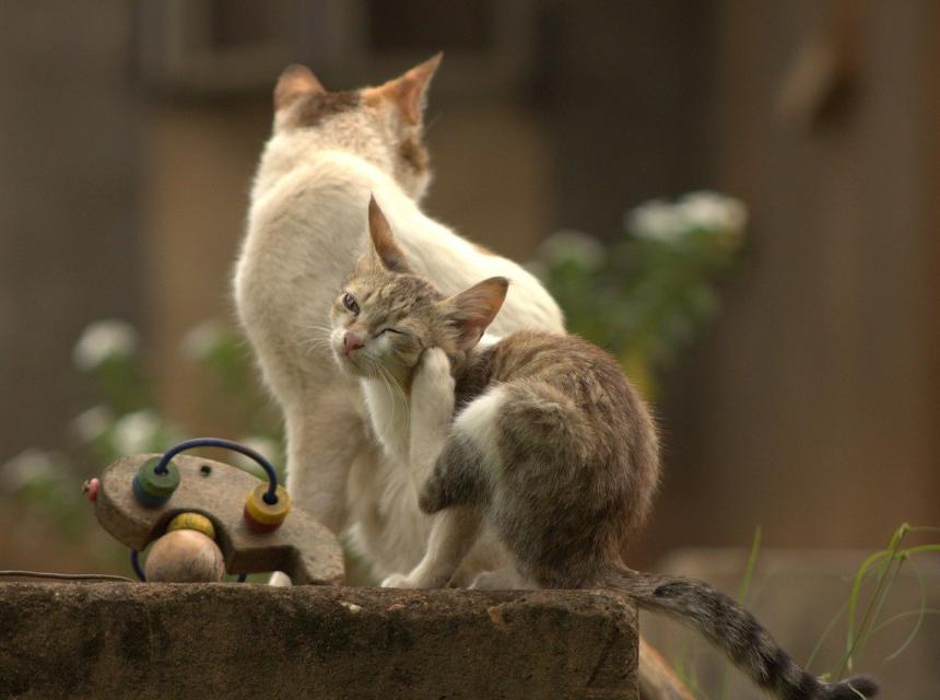 Kočky, autor obrázku Fred Jr., zdroj Pixabay.com